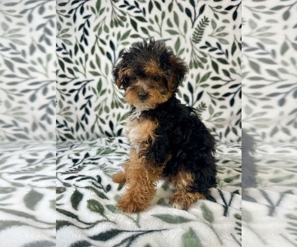 Medium Photo #3 YorkiePoo Puppy For Sale in GREENFIELD, IN, USA