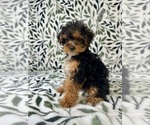 Small #2 YorkiePoo