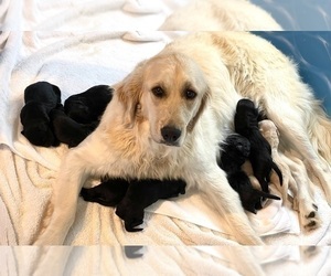 Mother of the Goldendoodle puppies born on 11/17/2023
