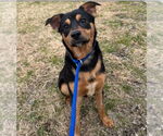 Small #1 Australian Kelpie Mix