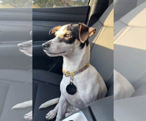 Medium Photo #3 Mutt Puppy For Sale in Royal Palm Beach, FL, USA