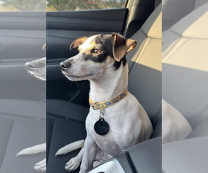 Hopper * - Male Mutt Dog for Adoption - Photo #3