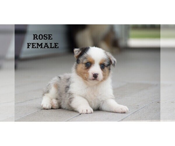 Medium Photo #1 Aussie-Corgi Puppy For Sale in CLARE, MI, USA