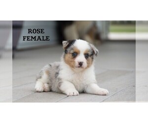 Aussie-Corgi Puppy for Sale in CLARE, Michigan USA
