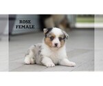 Small Aussie-Corgi