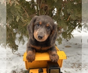 Dachshund Puppy for sale in MIDDLEBURY, IN, USA