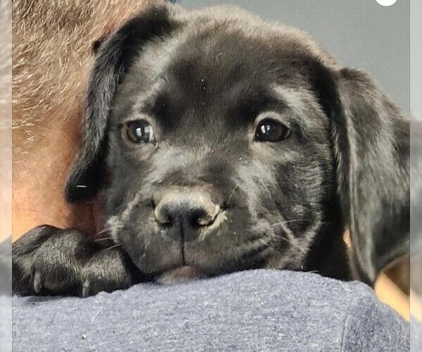 Medium Photo #11 Boxer Puppy For Sale in Austin, TX, USA