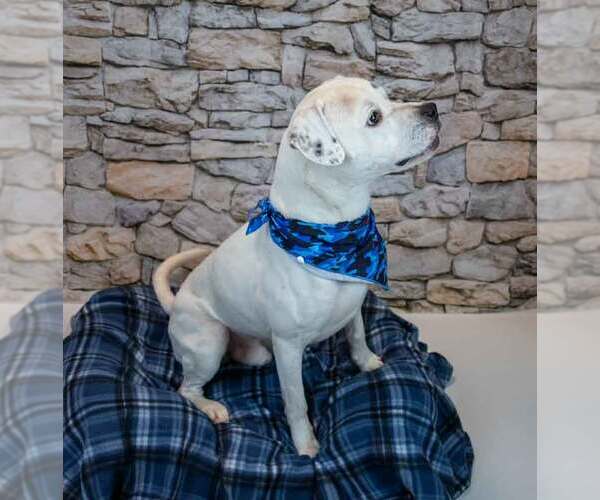 Medium Photo #6 Bulldog-Unknown Mix Puppy For Sale in Kennesaw, GA, USA