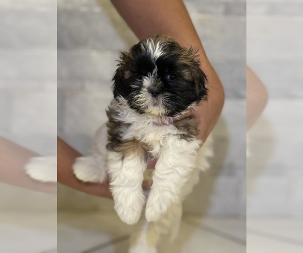 Medium Photo #1 Shih Tzu Puppy For Sale in ARNOLD, MO, USA