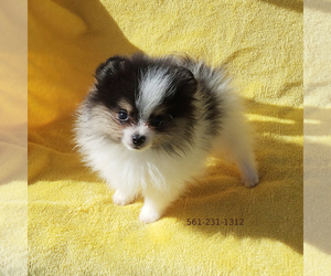 Pomeranian Puppy for sale in WEST PALM BEACH, FL, USA