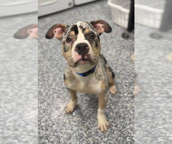 Medium Photo #5 Mutt Puppy For Sale in Bemidji, MN, USA