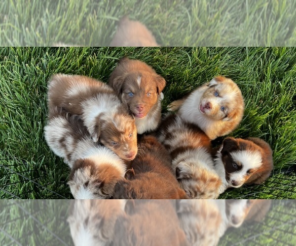 Medium Photo #1 Australian Shepherd Puppy For Sale in RICHMOND, KY, USA