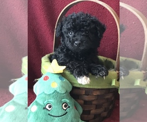 Poodle (Toy)-Yorkshire Terrier Mix Puppy for sale in CHARLOTTE HALL, MD, USA