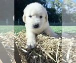 AKC Ready to Go - Male Golden Retriever Puppy for Sale - Photo #3