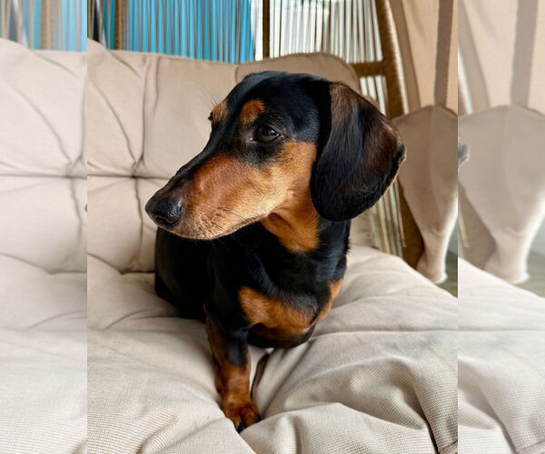 Medium Photo #2 Dachshund Puppy For Sale in Fruitland, SC, USA