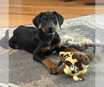 Small #4 Doberman Pinscher