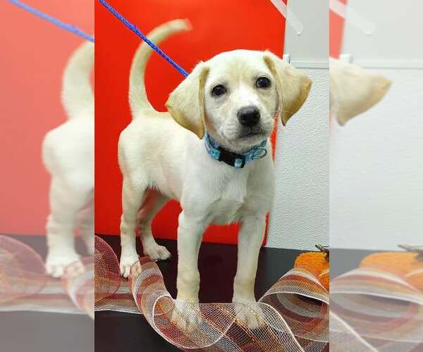 Medium Photo #1 Labralas Puppy For Sale in Attalka, AL, USA