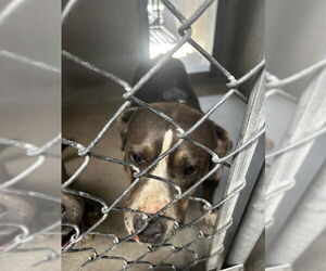 American Pit Bull Terrier Dogs for adoption in San Bernardino, CA, USA