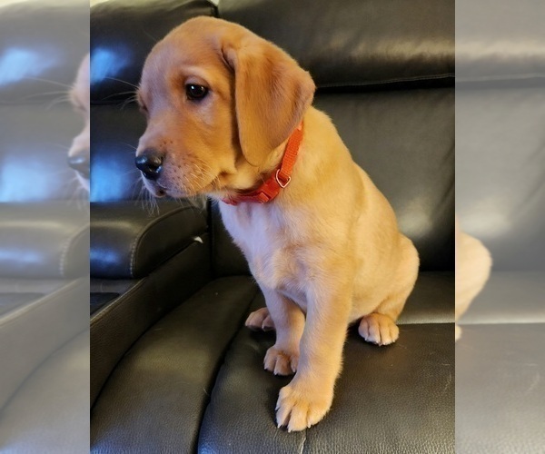 Medium Photo #85 Labrador Retriever Puppy For Sale in BUFFALO, NY, USA
