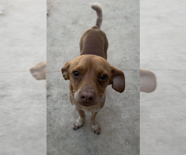Medium Photo #5 Chihuahua Puppy For Sale in Dana Point, CA, USA