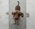 Small #4 Chihuahua