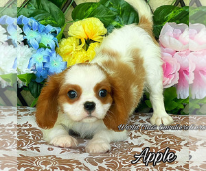 Cavalier King Charles Spaniel Puppy for sale in MIAMI, FL, USA