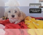 Small #3 Havanese