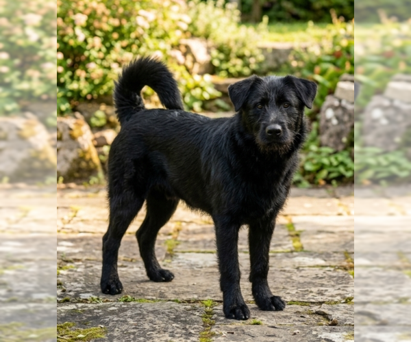 Medium Photo #3 Chow Chow-Unknown Mix Puppy For Sale in Genesee, WI, USA