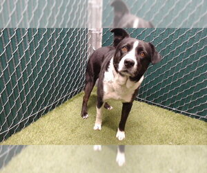 Shollie Dogs for adoption in Downey, CA, USA