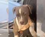 Small #5 American Pit Bull Terrier