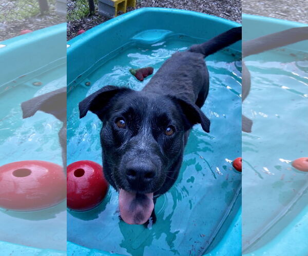 Medium Photo #11 Labrador Retriever-Unknown Mix Puppy For Sale in Rockaway, NJ, USA