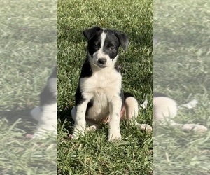 Border Collie Puppy for sale in ORLAND, CA, USA