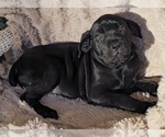 Small #11 Cane Corso