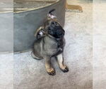 Small #1 German Shepherd Dog
