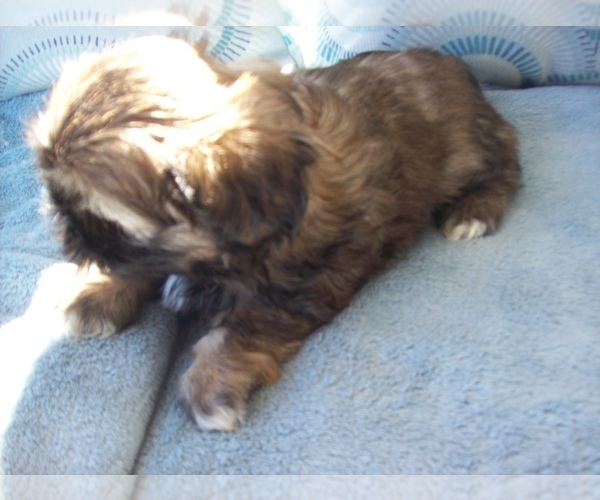Medium Photo #2 Shih Tzu Puppy For Sale in S ZANESVILLE, OH, USA