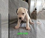 Puppy Puppy 1 American Bulldog