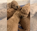 Small Photo #6 Goldendoodle Puppy For Sale in APOLLO BEACH, FL, USA
