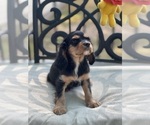Small Photo #24 Cavalier King Charles Spaniel Puppy For Sale in BENTONVILLE, AR, USA