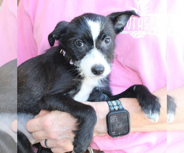 Medium Photo #2 Mutt Puppy For Sale in Prattville, AL, USA