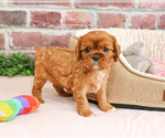 Small #6 Cavalier King Charles Spaniel