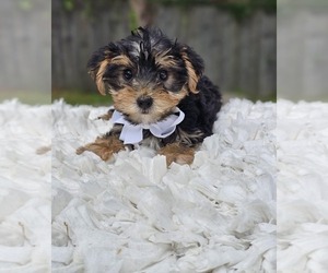 Yorkshire Terrier Puppy for sale in INDIANAPOLIS, IN, USA