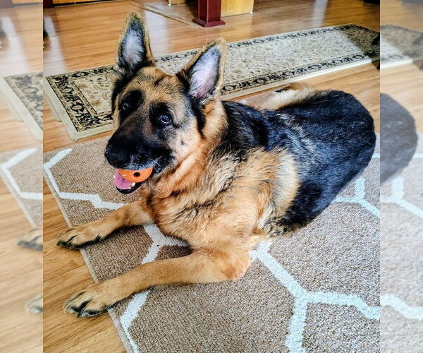 Medium Photo #3 German Shepherd Dog Puppy For Sale in Candler, NC, USA