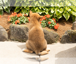 Small #5 Shiba Inu