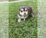 Small Photo #2 Siberian Husky Puppy For Sale in LINDALE, TX, USA