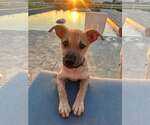 Small Mutt