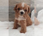 Small #1 Cavapoo