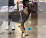 Small #2 German Shepherd Dog Mix