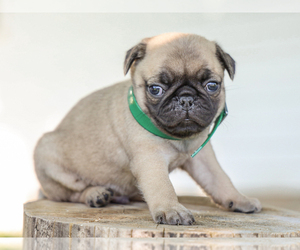 Pug Puppy for sale in LIBERTY, KY, USA