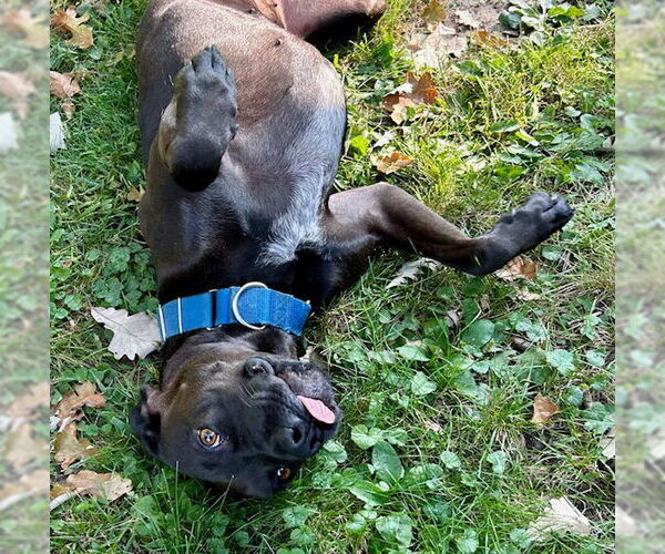 Medium Photo #3 Boxador Puppy For Sale in Minneapolis, MN, USA