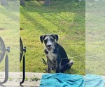 Small Photo #2 Border-Aussie Puppy For Sale in Fultonham, NY, USA